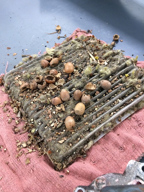 Mouse house in cabin filter